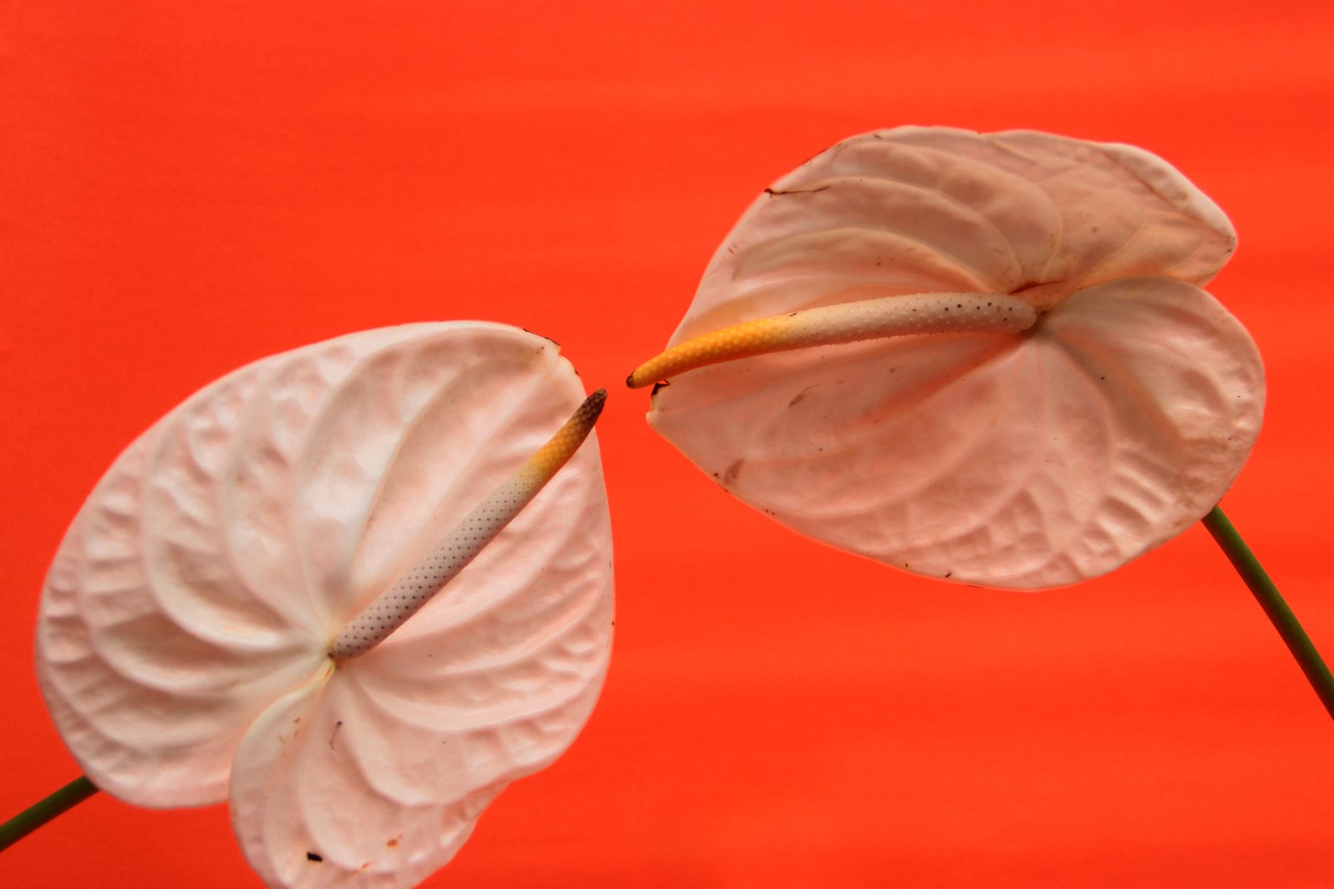 Two pale pink anthurium flowers against a vivid red background