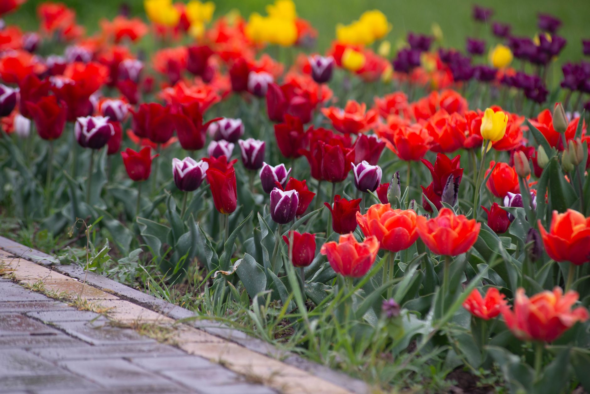 Rows of red, purple, and yellow tulips blooming beside a paved garden path