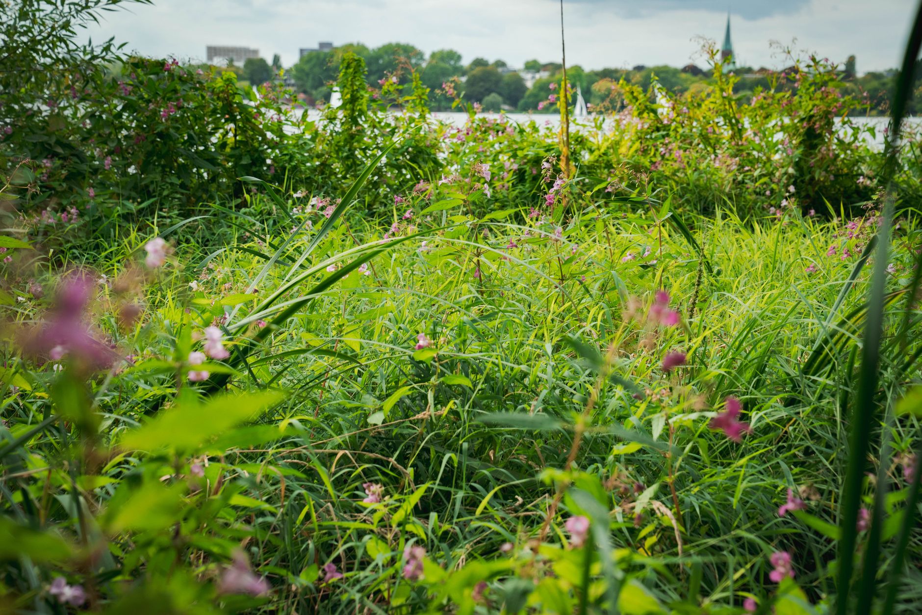 Pink wildflowers and tall green grasses in the foreground with a lake and distant buildings behind