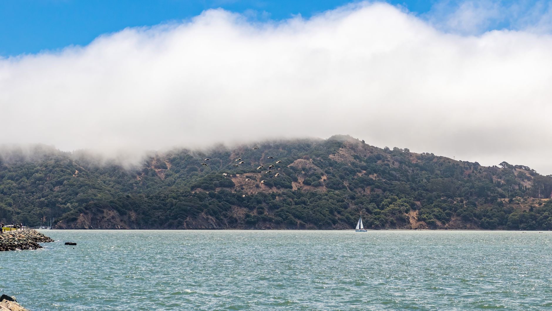 A lone sailboat on blue-green water below a fog-covered island hillside in San Francisco Bay