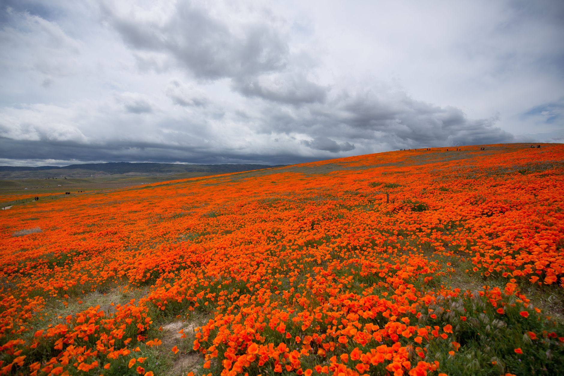 A hillside covered in bright orange California poppies under a stormy gray sky