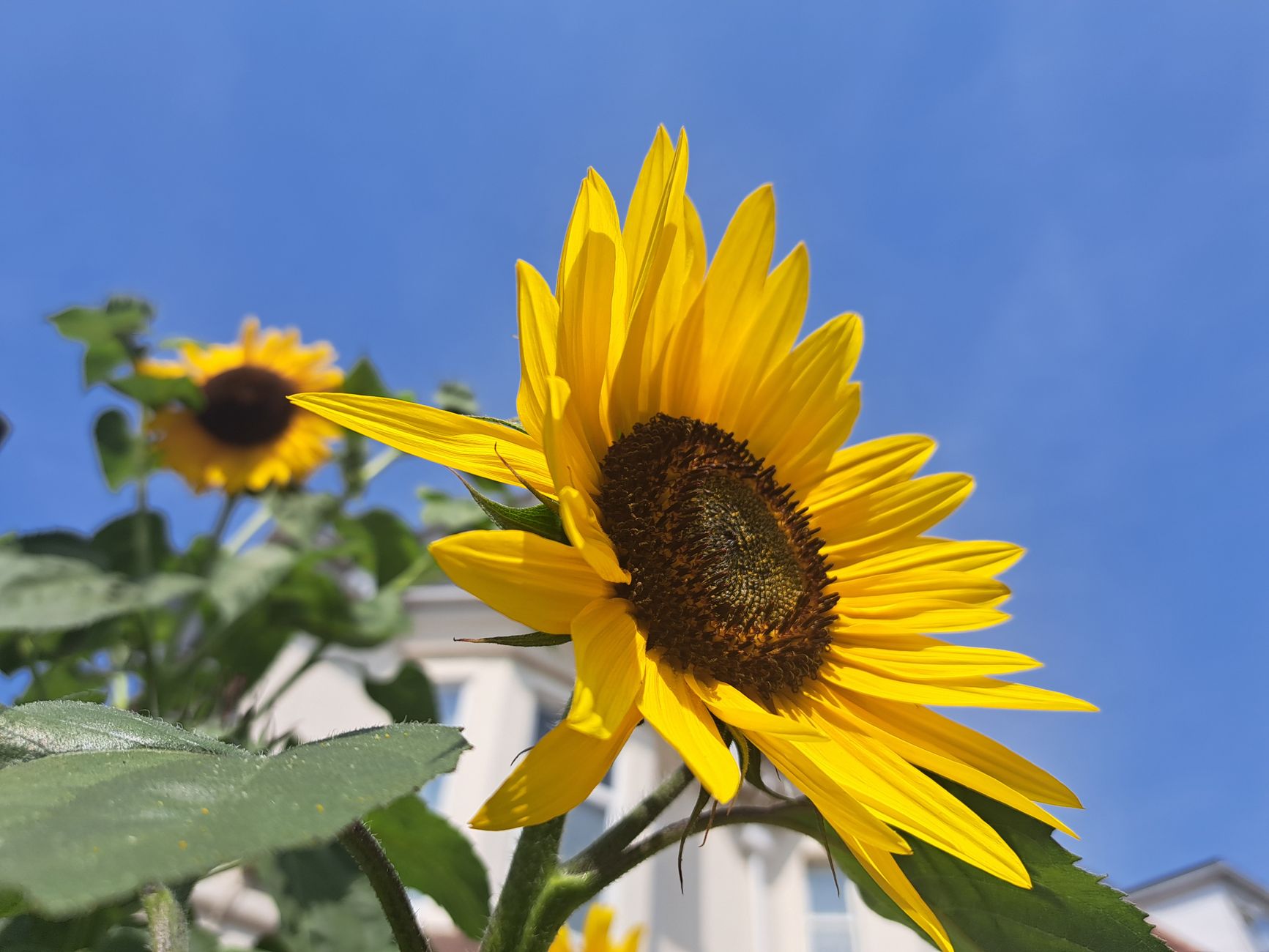 A bright yellow sunflower against a clear blue sky with suburban buildings in the background