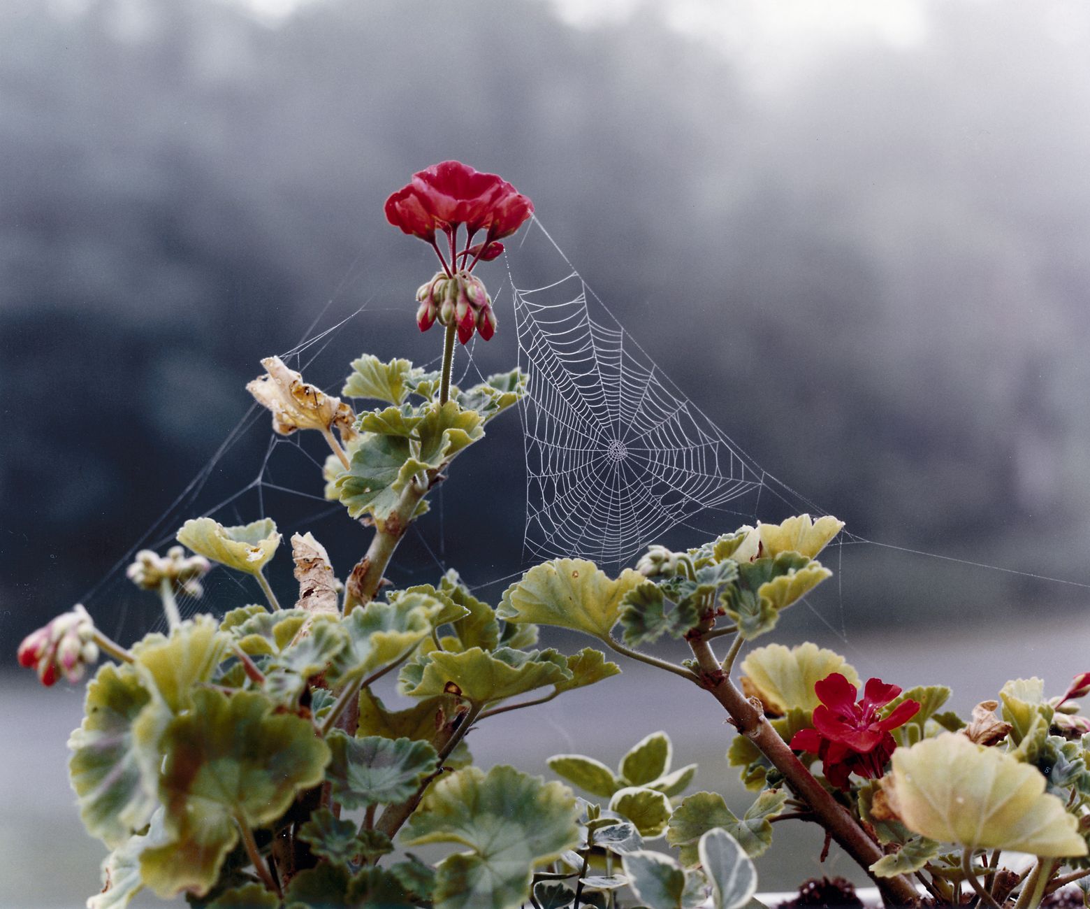 Red geranium flowers and green leaves beside a dew-covered spider web in cool morning fog