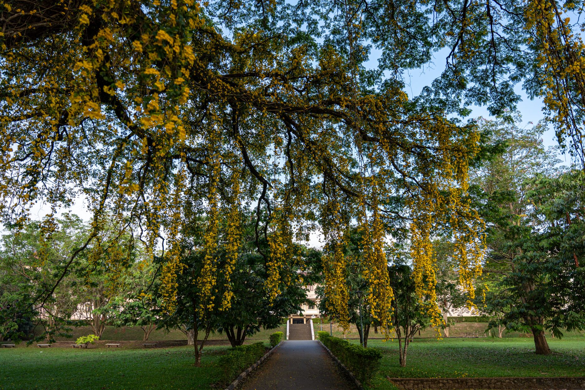 A tree heavy with hanging yellow blossoms over a lawn and a pathway leading to a campus building