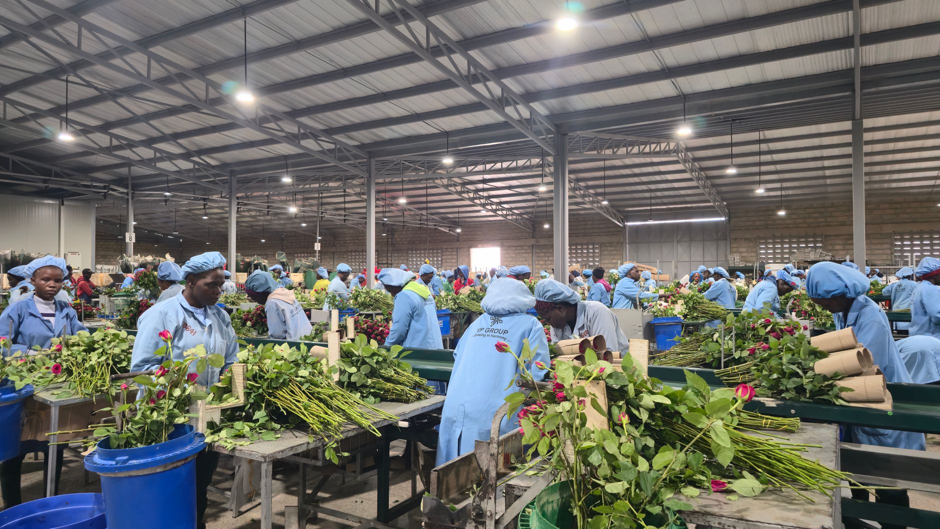 Workers in blue uniforms and hairnets sorting and bunching fresh roses in a large flower processing hall