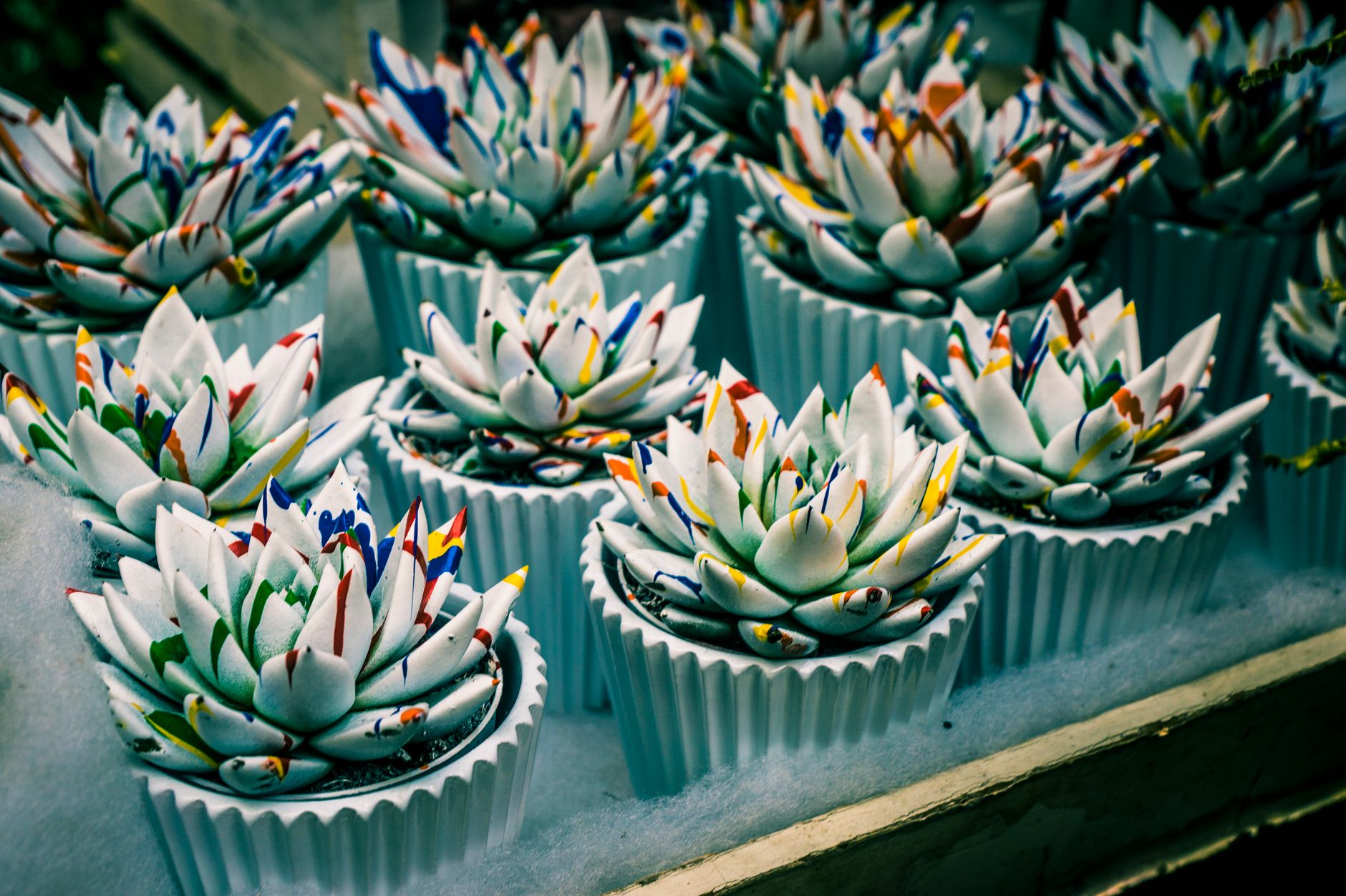 Rows of white pots holding succulents with colorful speckled leaf tips
