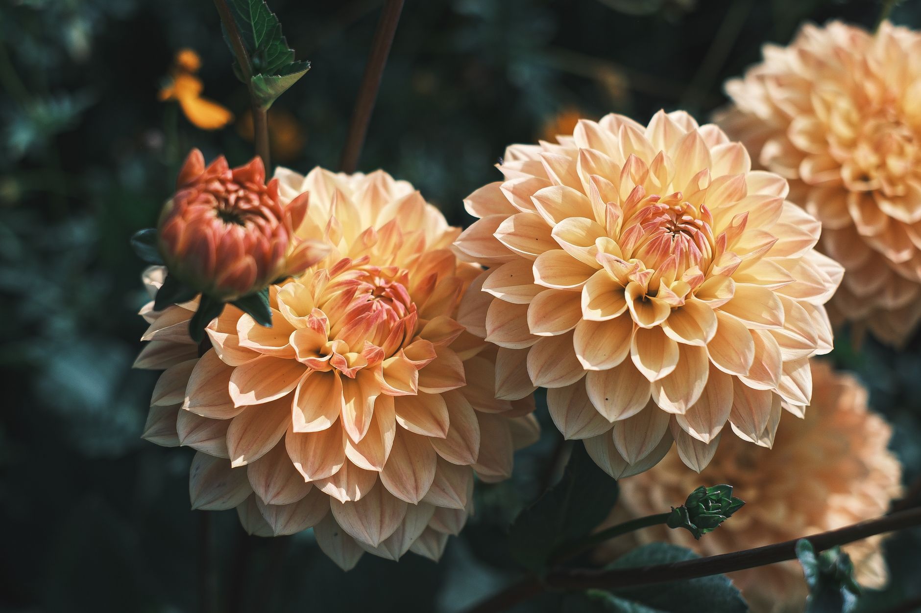 Peach and apricot dahlias in full bloom with dark green foliage