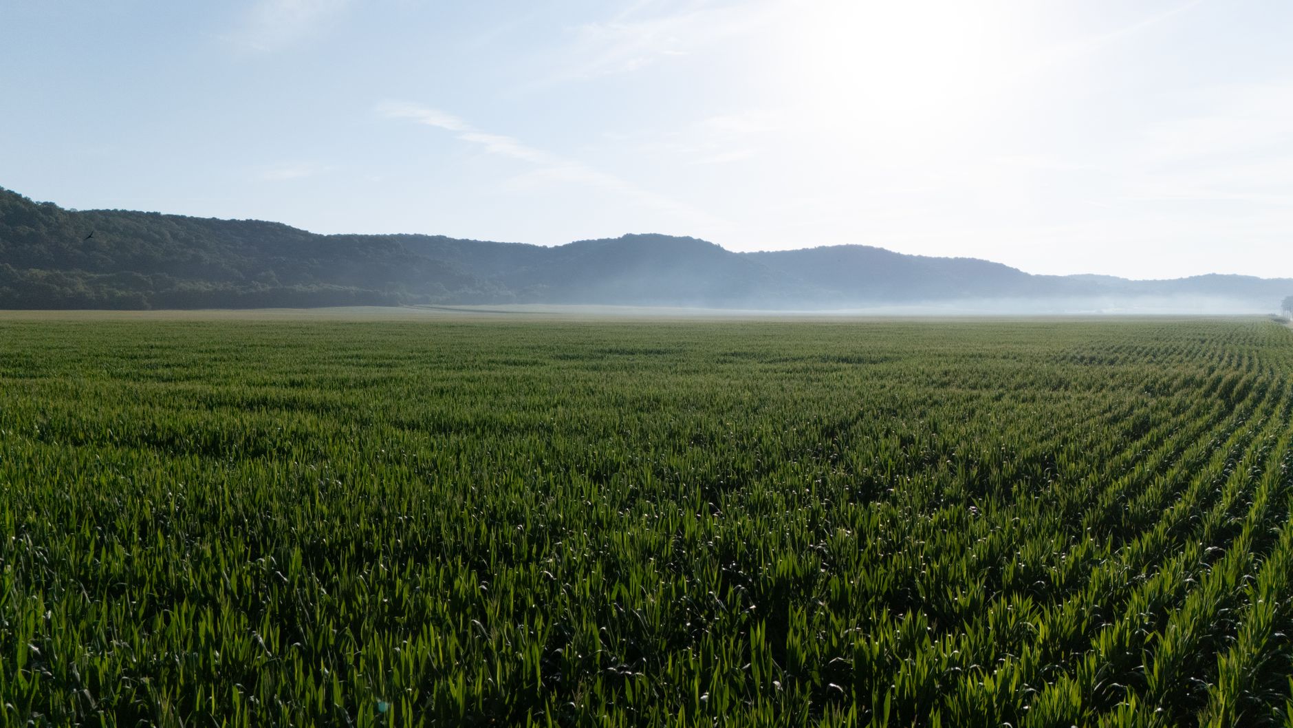 A green crop field under a hazy morning sky with low mist and hills in the distance