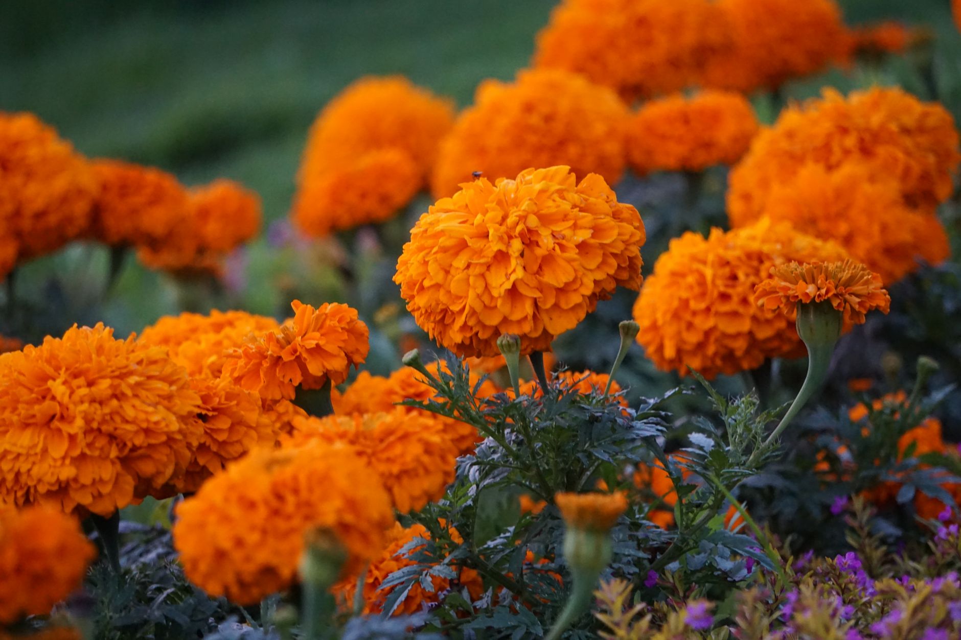 Rows of bright orange marigolds in full bloom in a garden