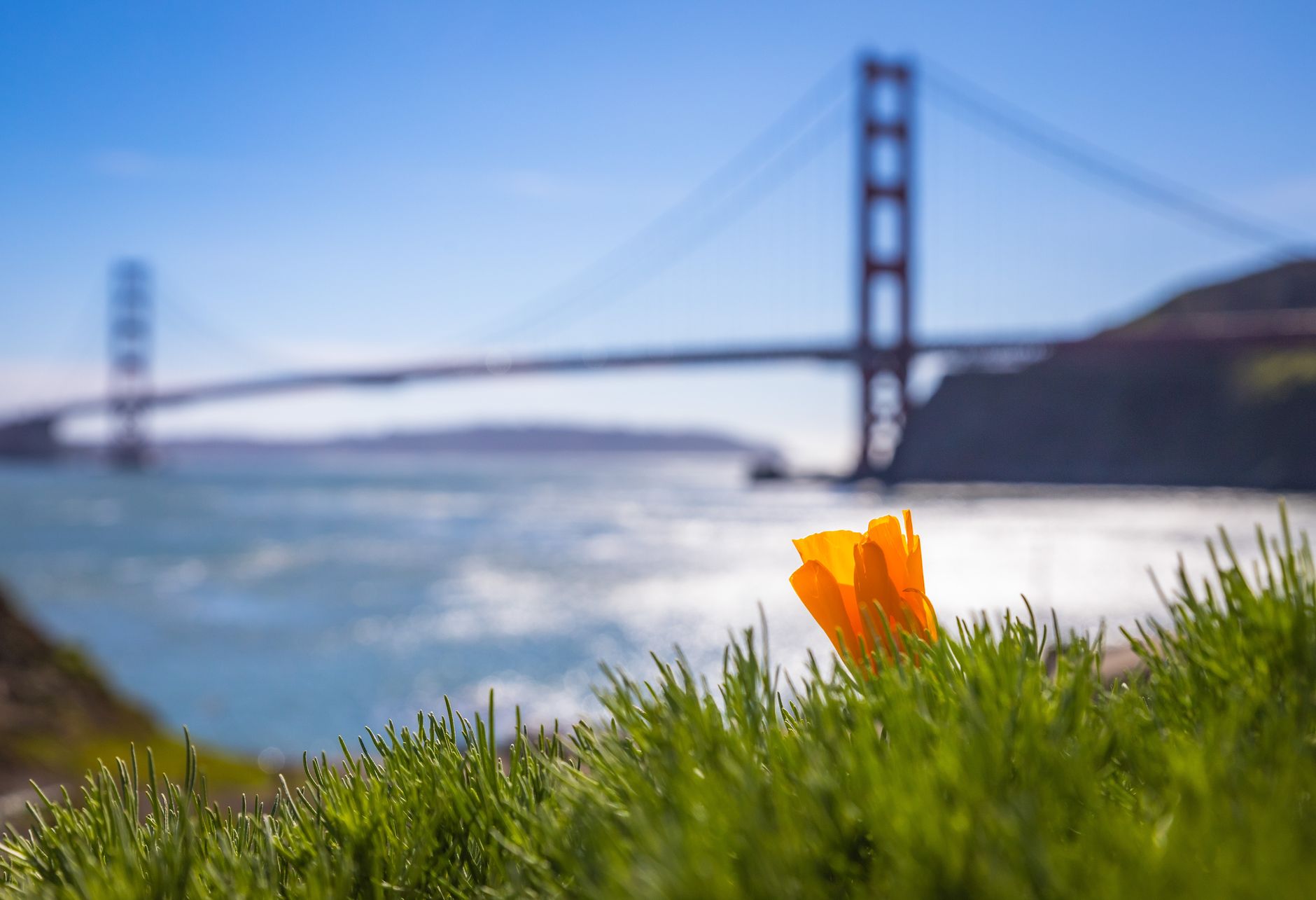 A single orange California poppy in green grass with the Golden Gate Bridge blurred behind it under a blue sky