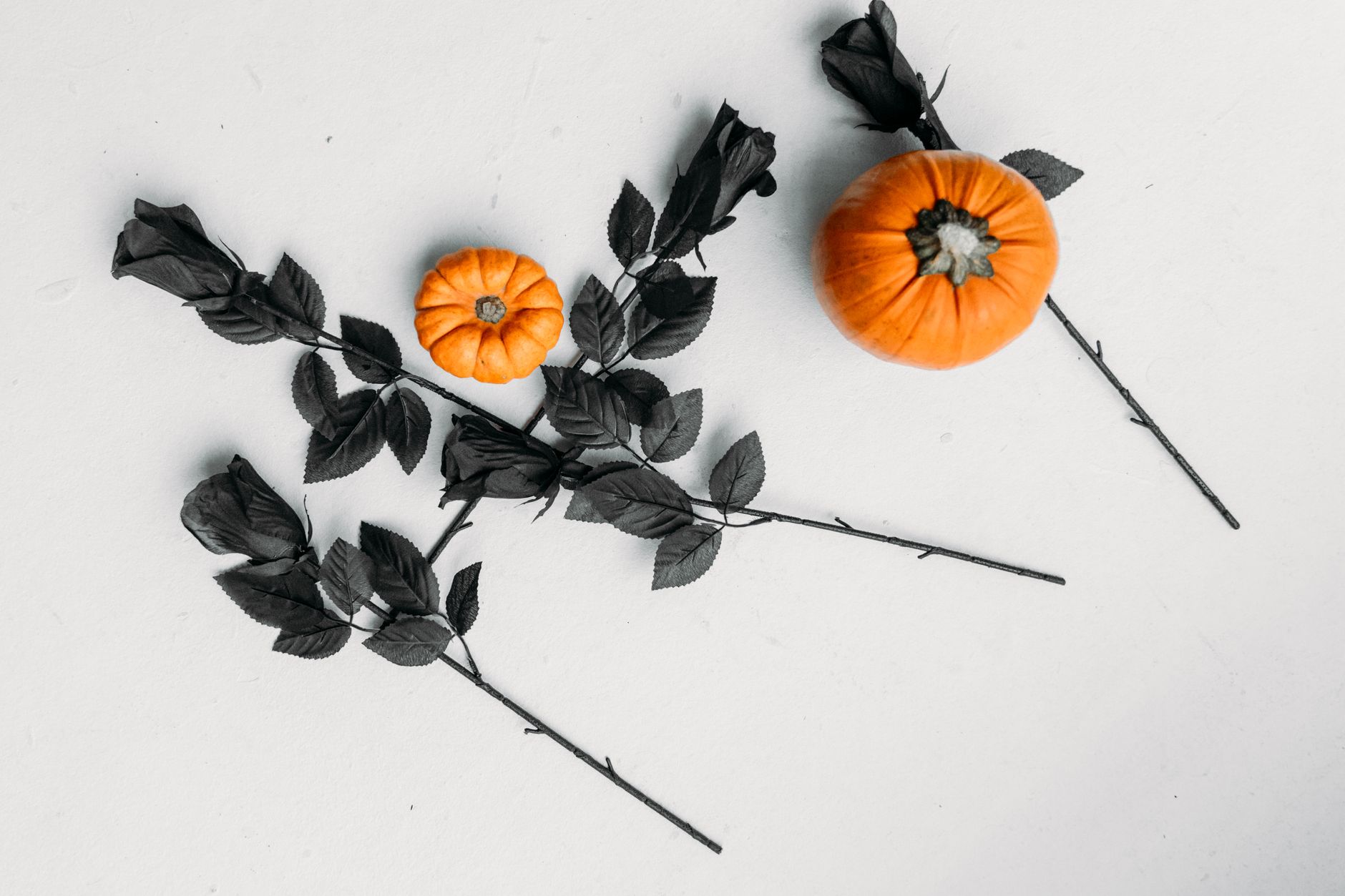 Dark, near-black rose stems and two small orange pumpkins laid on a pale gray surface
