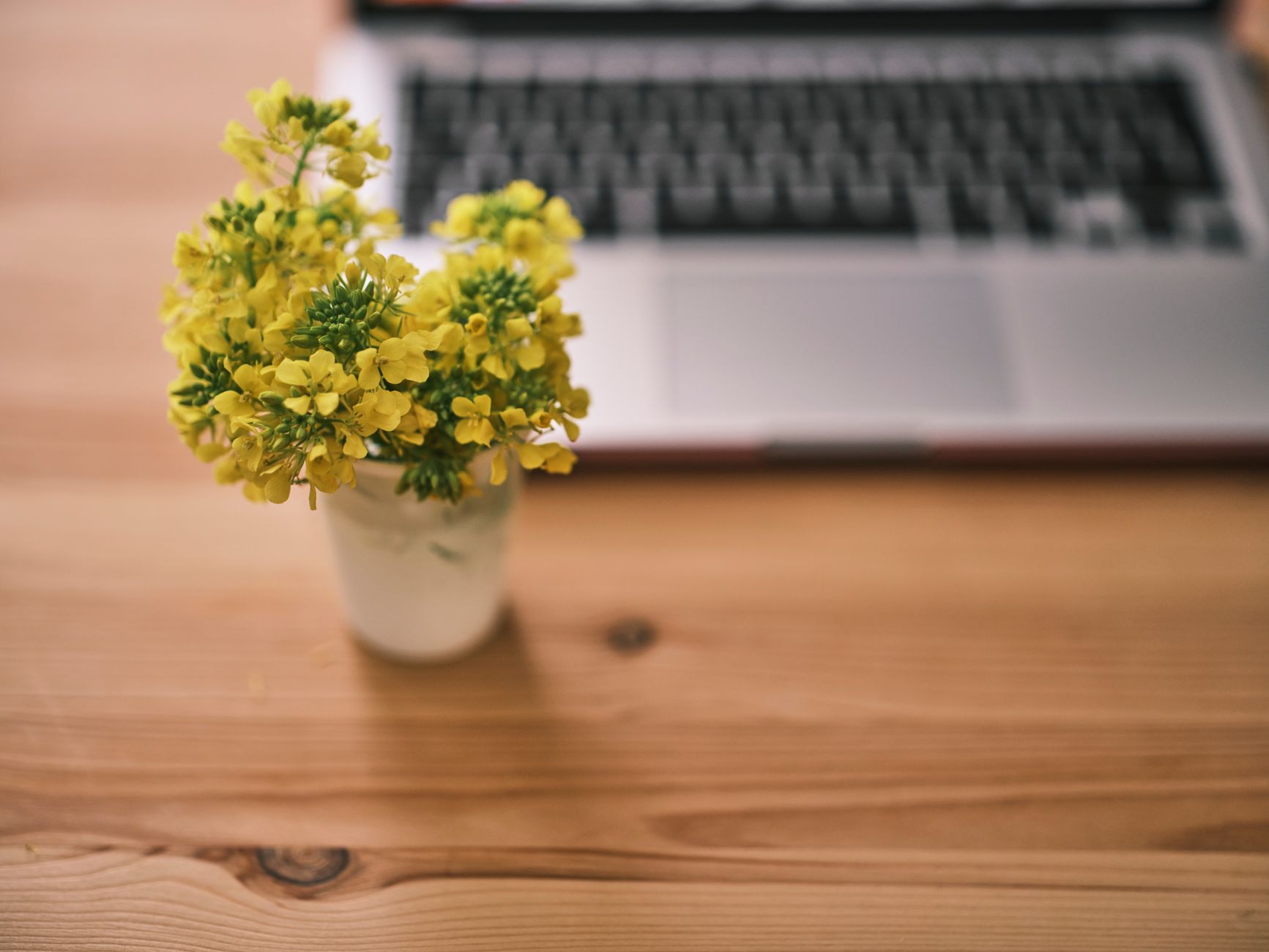 A small white vase of bright yellow flowers on a wooden desk in front of a laptop
