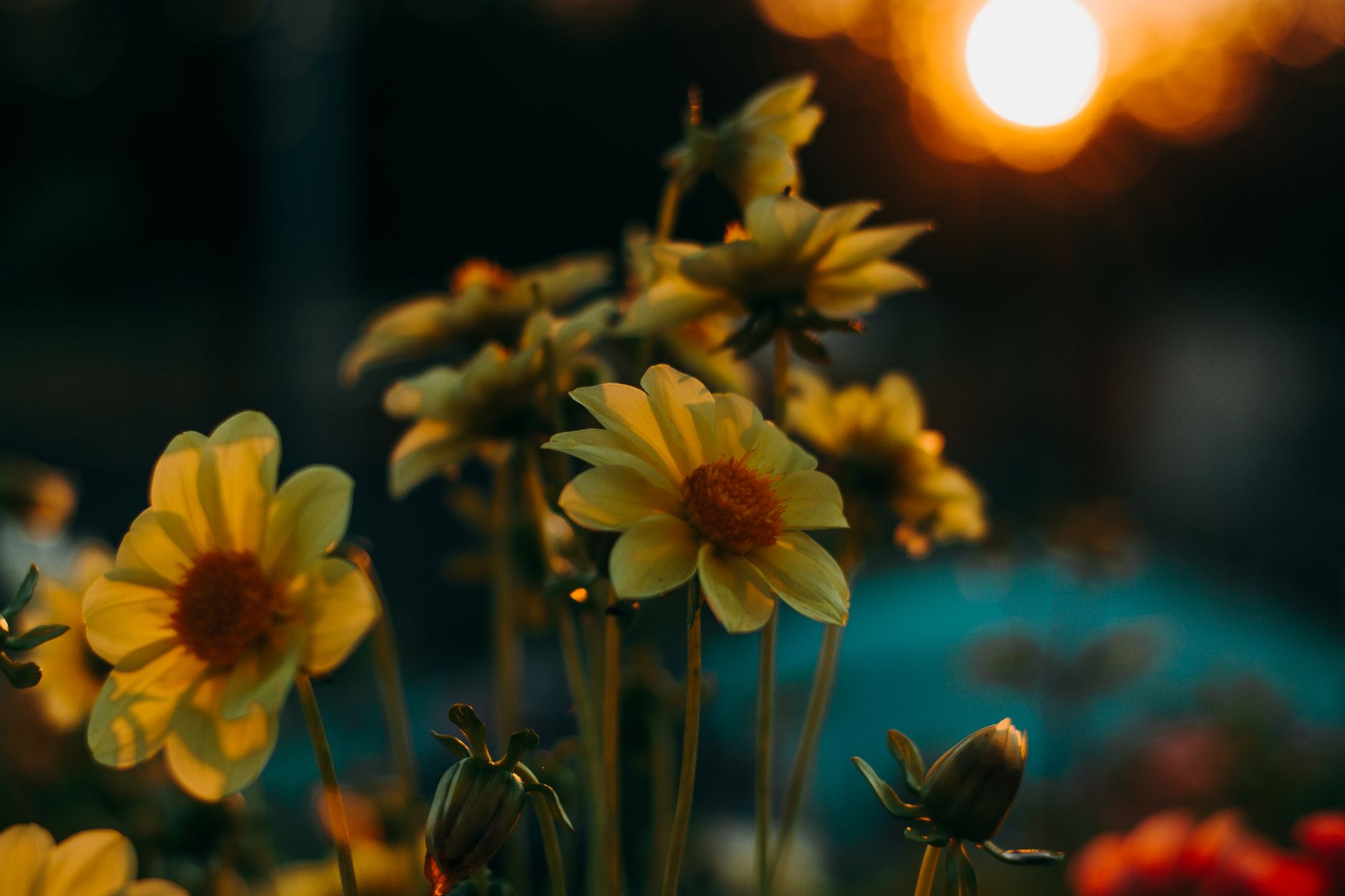 Yellow flowers glowing in warm evening light with a soft, blurred setting sun behind them
