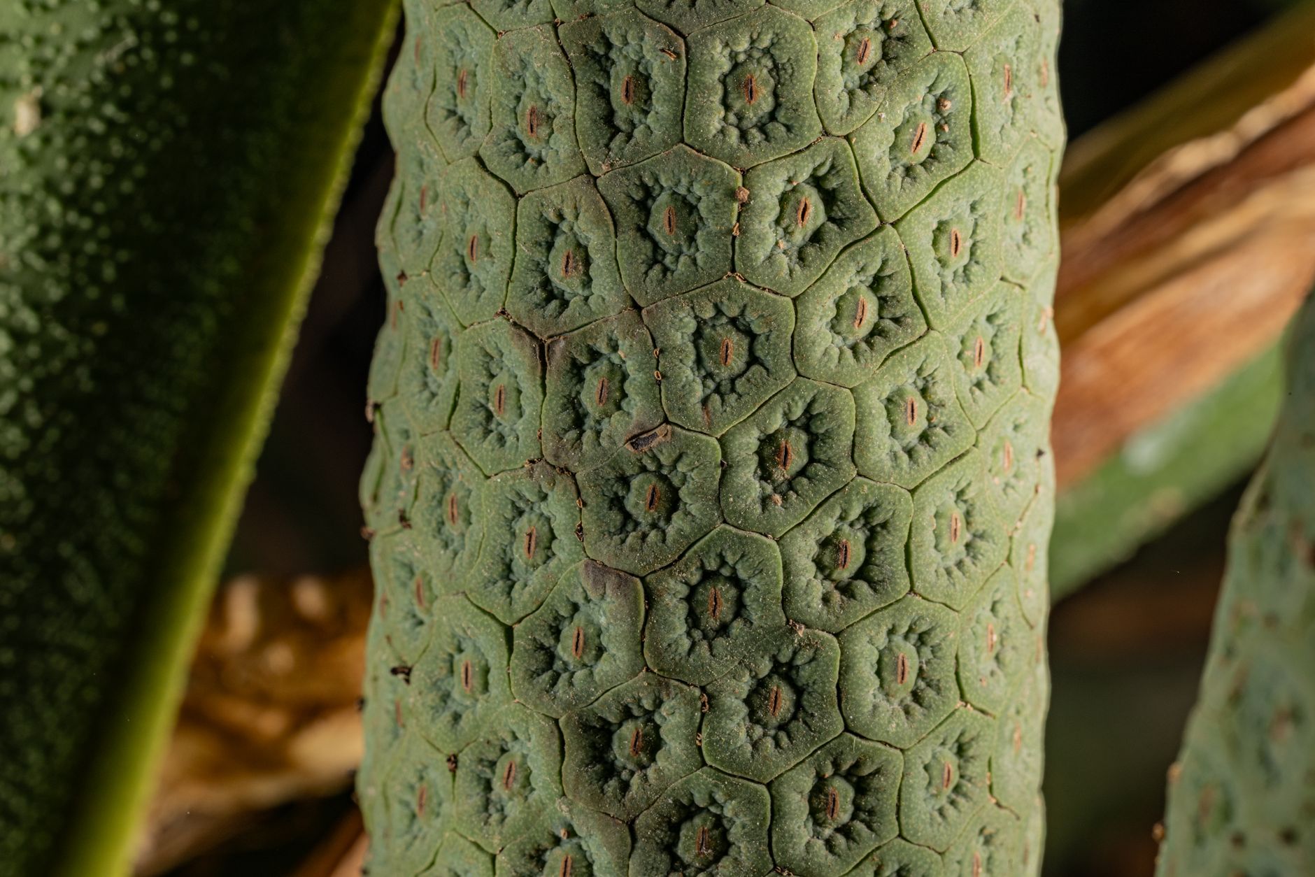 Close-up of the honeycomb-patterned green spike of an arum-family plant