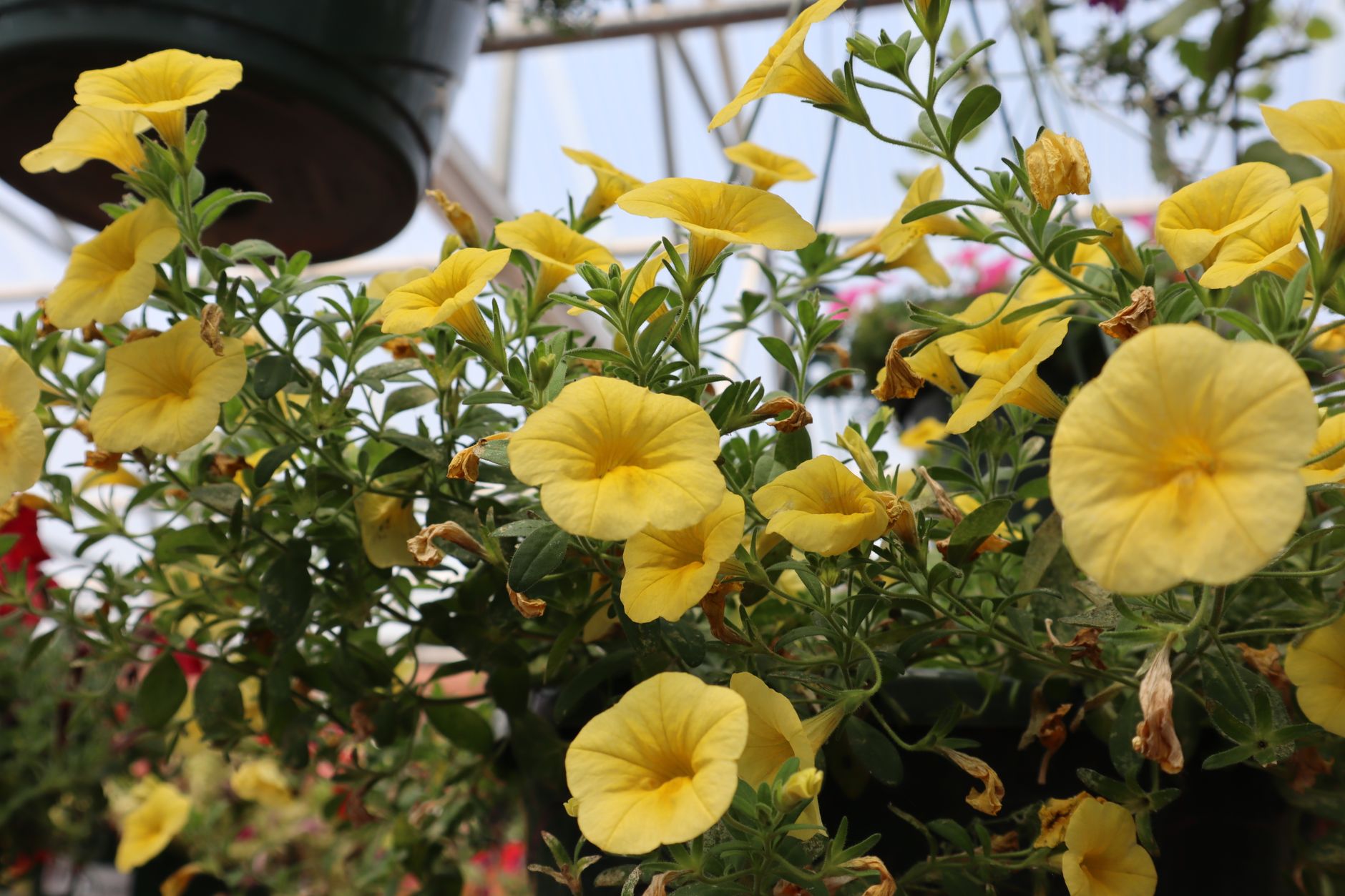 Yellow petunias blooming in a hanging basket in a greenhouse